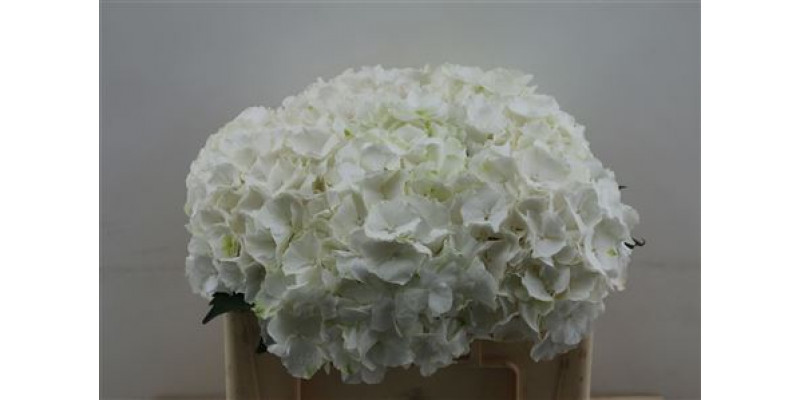 Hydrangea M White Verena 50cm 50cm A1