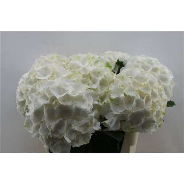 Hydrangea M White Verena X X 80cm 80cm A1