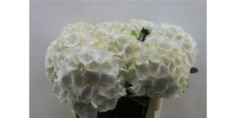 Hydrangea M White Verena X X 80cm 80cm A1