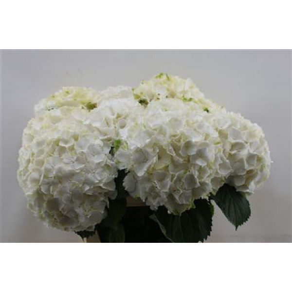Hydrangea M White Verena 80cm 80cm A1