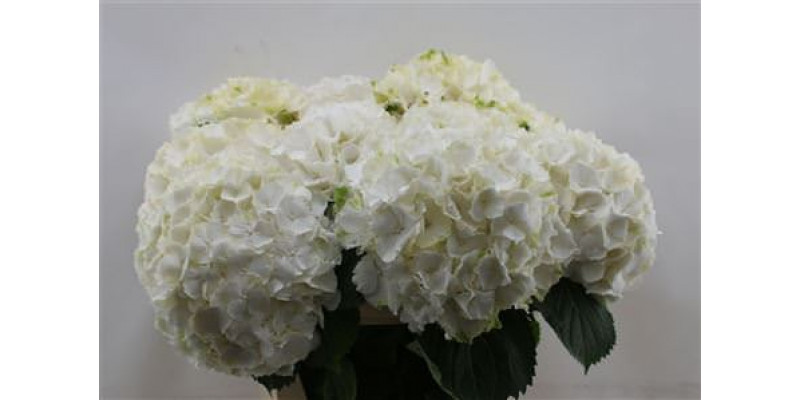 Hydrangea M White Verena 80cm 80cm A1