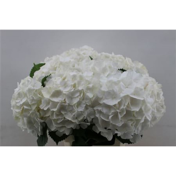 Hydrangea M White Verena 60cm 60cm A1