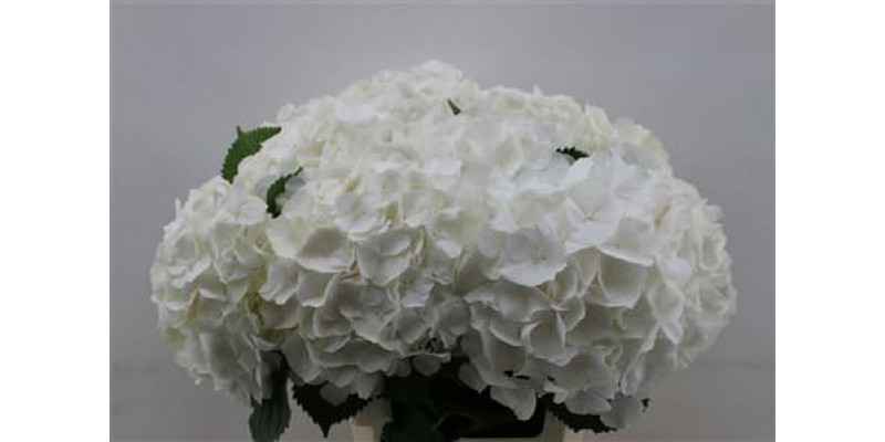 Hydrangea M White Verena 60cm 60cm A1