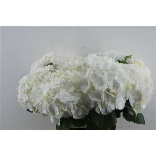 Hydrangea M Verena White 60-20 60 cm A1