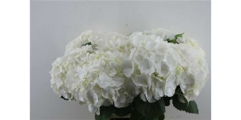 Hydrangea M Verena White 60-20 60 cm A1