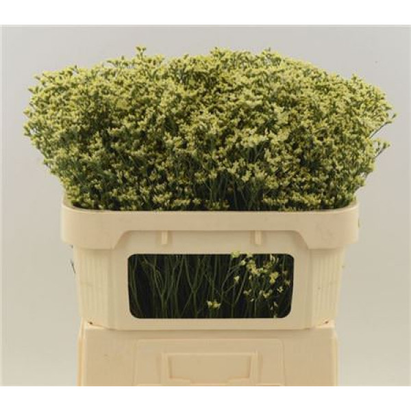 Limonium Sin China Summer 70cm A1