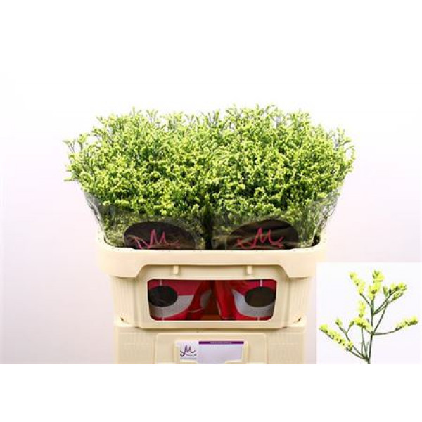 Limonium Sin China Summer 70cm A1