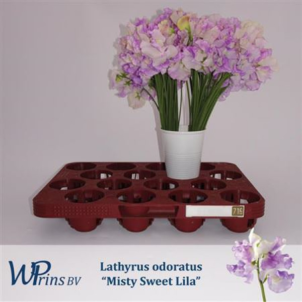 Lathyrus Mist Sw Lila 40cm A1