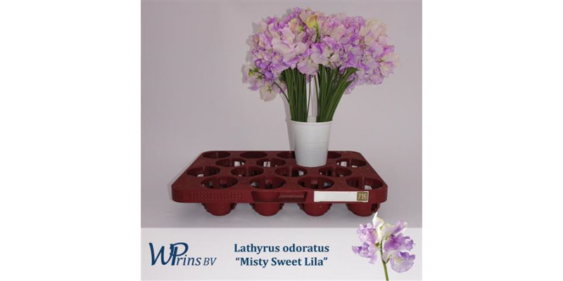 Lathyrus Mist Sw Lila 40cm A1