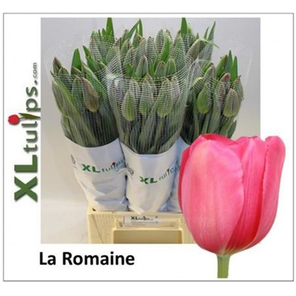 Tulips En La Romaine 55 A1Cerise