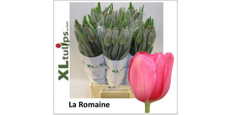 Tulips En La Romaine 55 A1Cerise