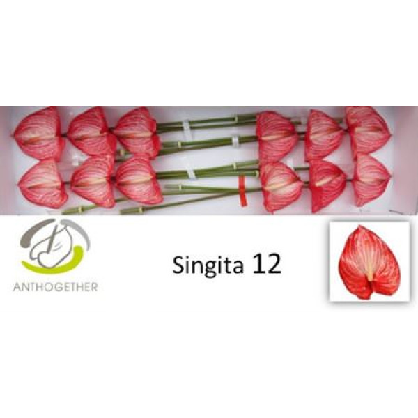 Anthurium A Singita 12  A1