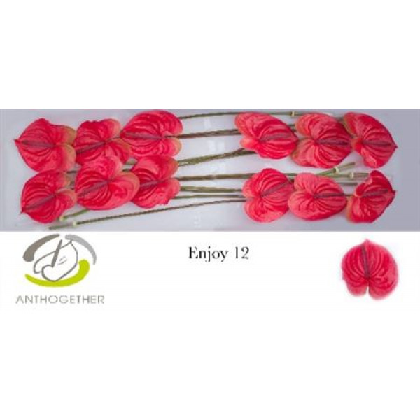 Anthurium A Enjoy 12  A1