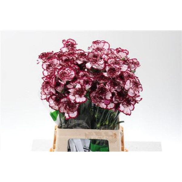 Dianthus St Bacarat 60cm 60cm A1