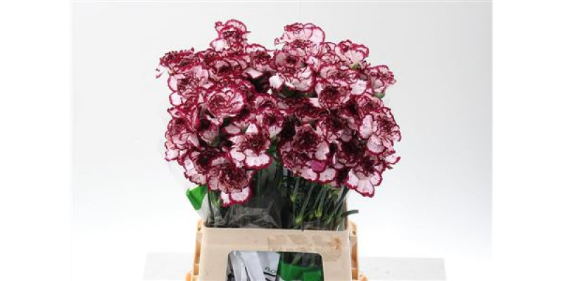 Dianthus St Bacarat 60cm 60cm A1