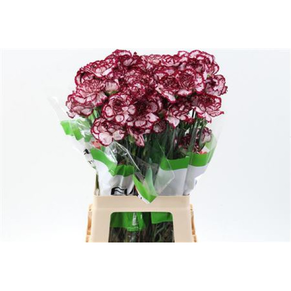 Dianthus St Bacarat 70cm A1