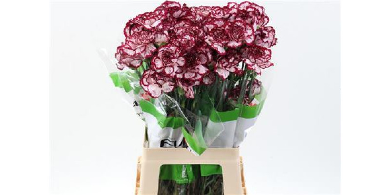 Dianthus St Bacarat 70cm A1