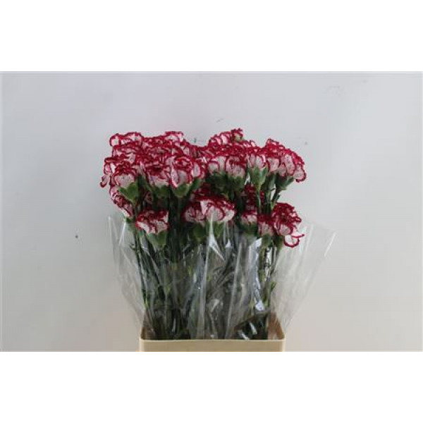 Dianthus St Bacarat 65cm A1