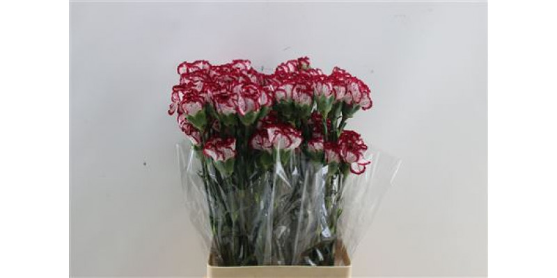 Dianthus St Bacarat 65cm A1