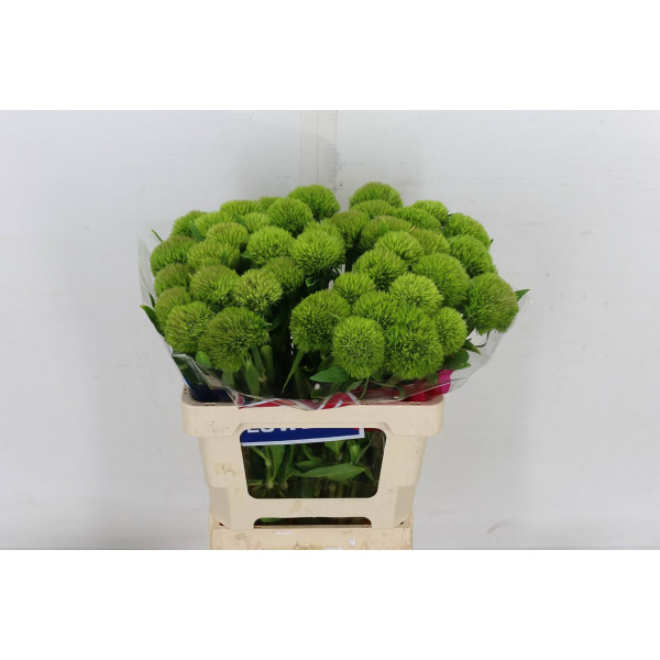 Dianthus Barb Green Wicky 60 A1Green