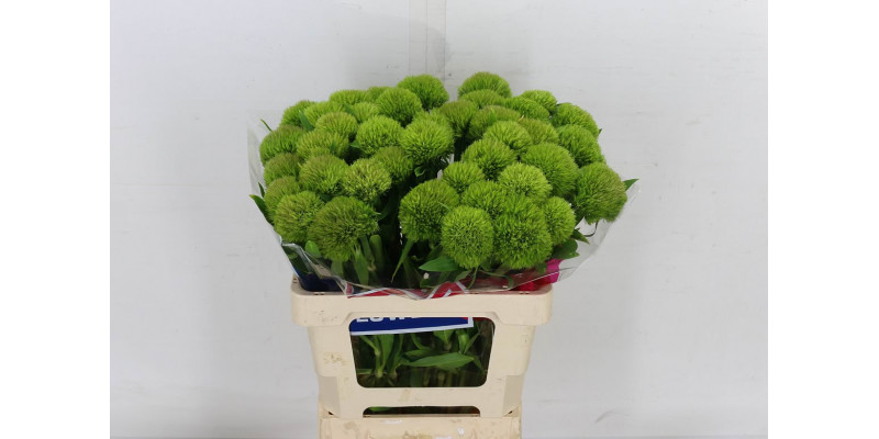 Dianthus Barb Green Wicky 60 A1Green