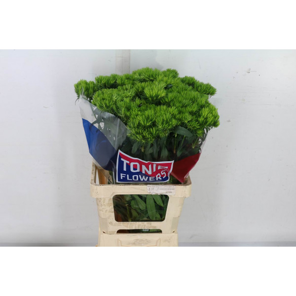 Dianthus Barb Green Wicky 70 A1Green