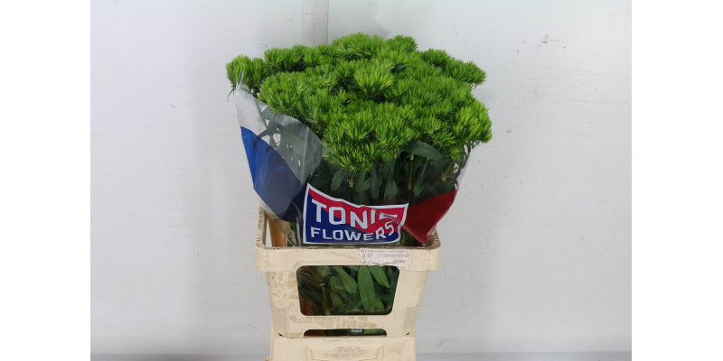 Dianthus Barb Green Wicky 70 A1Green