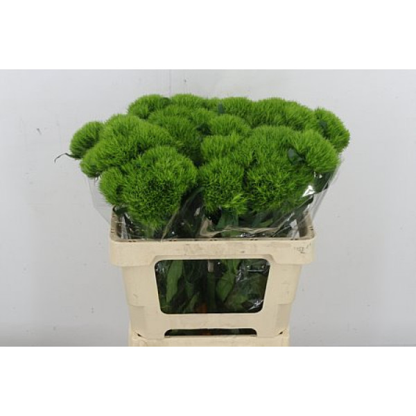 Dianthus Barb Green Wicky Extra X10 55cm  Col-Green