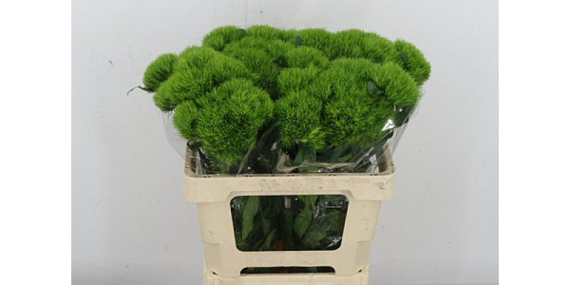 Dianthus Barb Green Wicky Extra X10 55cm  Col-Green