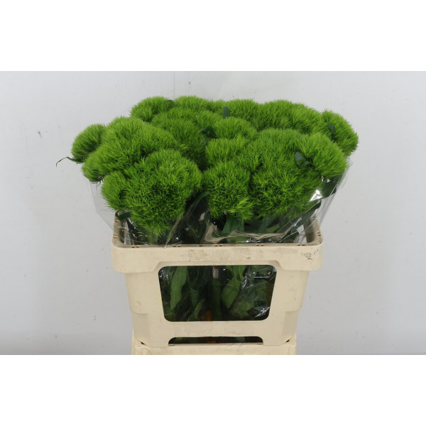 Dianthus Barb Green Wicky Extra X10 (orde 55cm  Col-Green