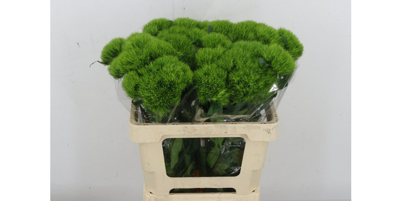 Dianthus Barb Green Wicky Extra X10 (orde 55cm  Col-Green