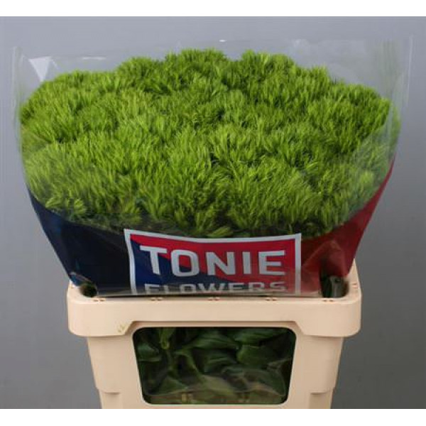 Dianthus Barb Green Wicky 60cm A1