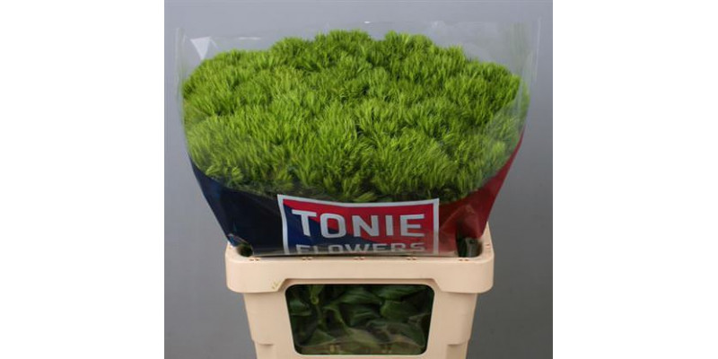 Dianthus Barb Green Wicky 60cm A1
