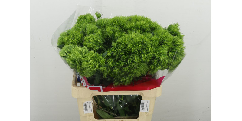 Dianthus Barb Green Wicky 60 cm A1