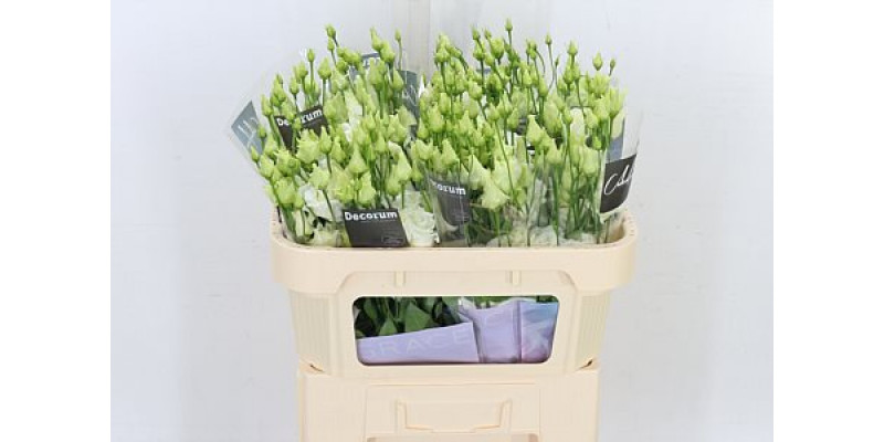 Lisianthus G Alissa White 72cm A1 Col-White