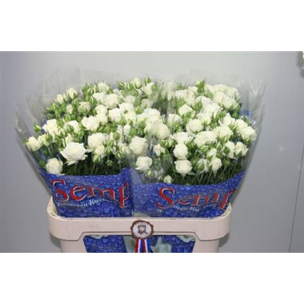 Rose Tr White Bubbles 80cm A1