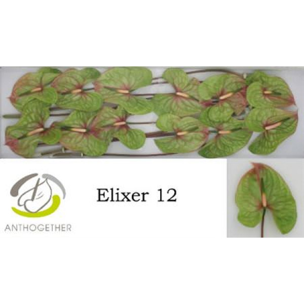 Anthurium A Elixer 12  A1