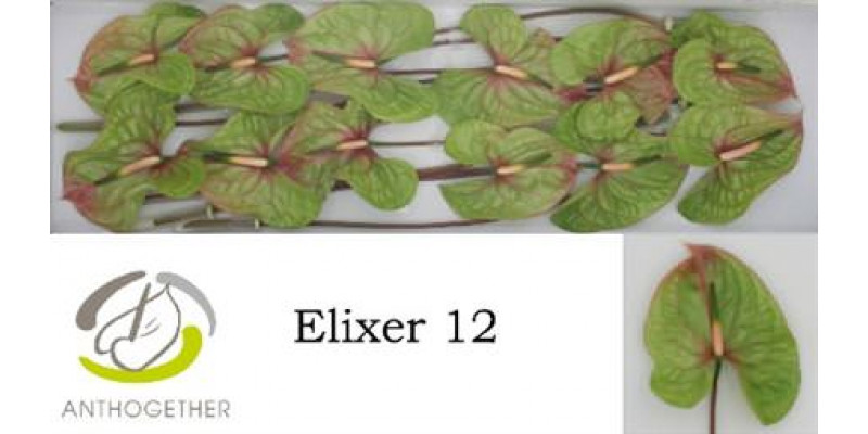 Anthurium A Elixer 12  A1