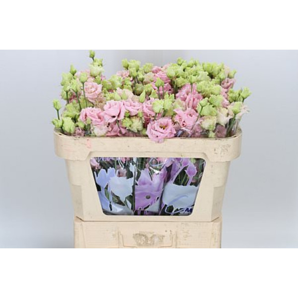 Lisianthus G Alissa Pink 45cm A1 Col-Pink