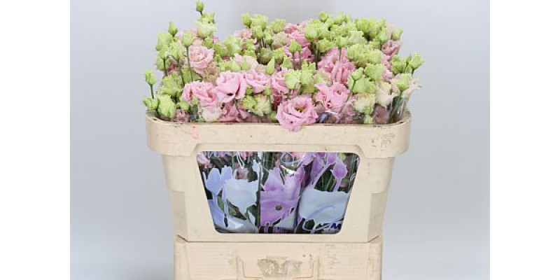 Lisianthus G Alissa Pink 45cm A1 Col-Pink