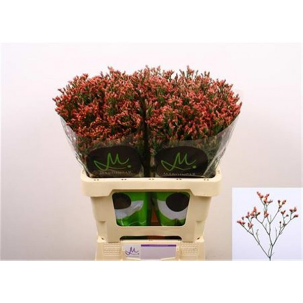 Limonium Sin Maxim Diamon 60 Orange