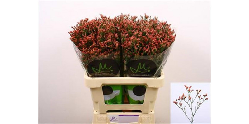 Limonium Sin Maxim Diamon 60 Orange