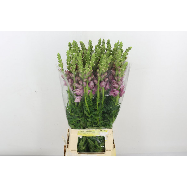 Antir Poto Lavend 80cm A1 Col-Lavender