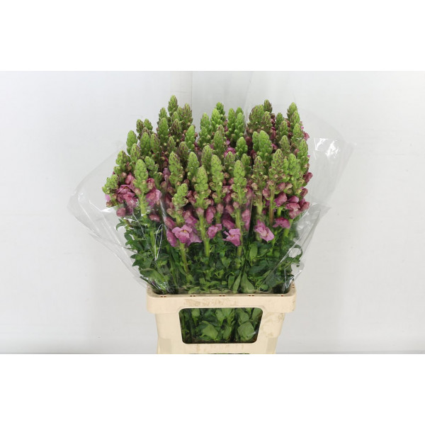 Antir Poto Lavend 75cm A1 Col-Lavender