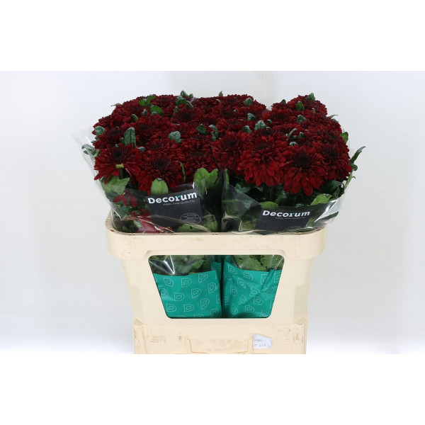 Chrysanthemums G Barca Red 70cm A1 Col-Dark Red