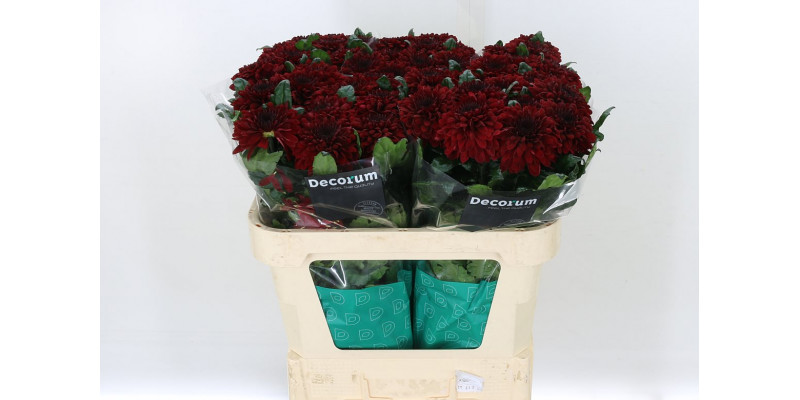 Chrysanthemums G Barca Red 70cm A1 Col-Dark Red