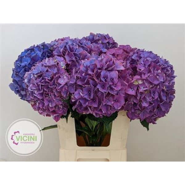 Hydrangea M Galaxy 80cm A1