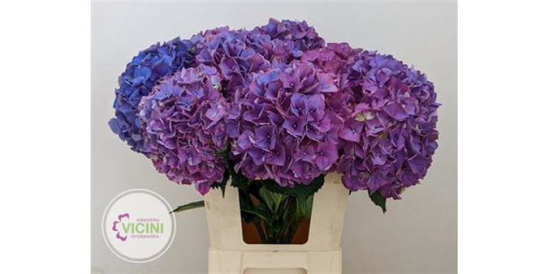 Hydrangea M Galaxy 80cm A1