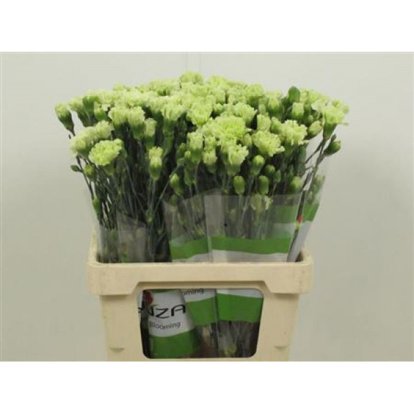 Dianthus Tr Skadi Groen 65cm A1 Col-Light Green