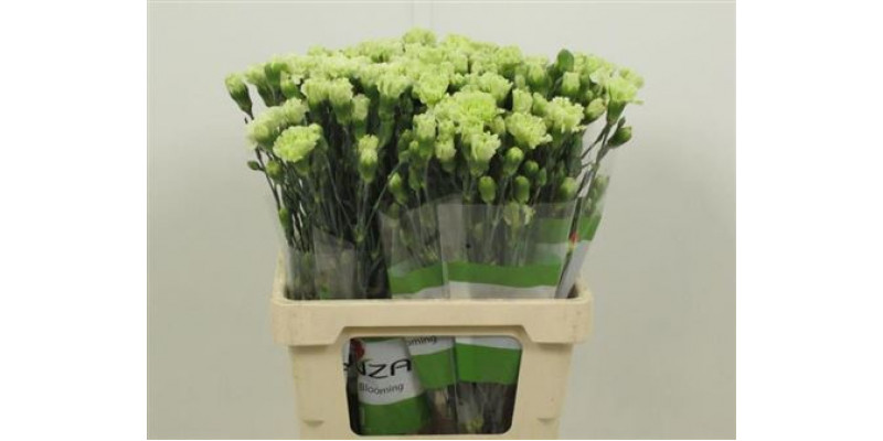 Dianthus Tr Skadi Groen 65cm A1 Col-Light Green